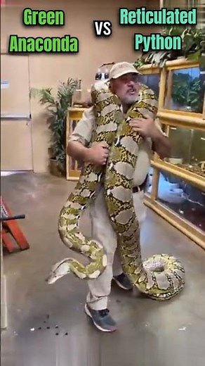 Green Anaconda vs Reticulated Python Who would win in a fight? #shorts #science #facts