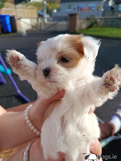 Beautiful hypoallergenic Biewer Terrier x Maltese puppies 🐶🐶🐶 in Limerick
