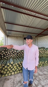 cargando camión de esquejes pitaya de mayo diferentes colores | Sin Ruta