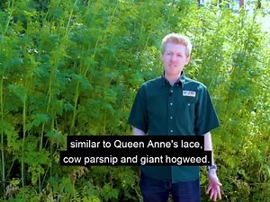 Poison hemlock is a widespread invasive plant that is often seen along roadways, fields, and any disturbed area. All parts of this plant are extremely toxic to humans and livestock, and can spread rapidly ➡ https://bit.ly/2SjRoqa. Here are some ways to identify and control this dangerous invasive ⤵ #iConservePA | Pennsylvania Department of Conservation and Natural Resources