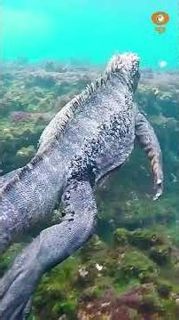 Wheel Of Time | Galápagos island | DD News