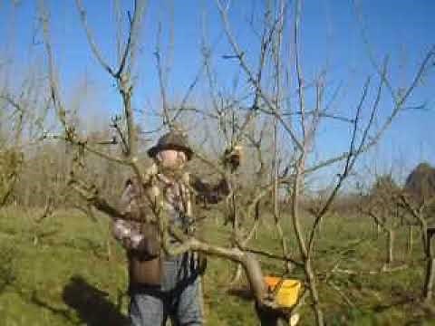 Pruning dwarf bush apple trees by the renewal method
