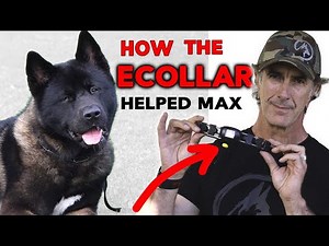 ECollar Helps Dog Learn Obedience - Dog Training with Remote Collar