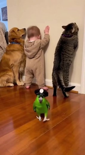 Parrot telling everyday 😂🦜 | Parrot Roast