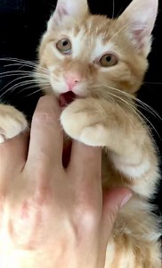 101K views · 993 reactions | My foster kitten is biting his/my nails with anxiety waiting for these election results to finally be called. (All the purring is because Biden is in the lead.) | Tamara Lackey Photography | Facebook