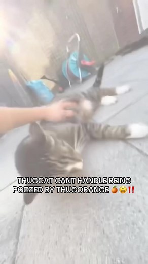 Clapping Cheese: The Funniest Cat Reactions