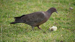 common pigeon eating a piece of bread on the grass. Full hd footage, landscape