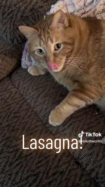 Hilarious Cat Reaction to Trying Lasagna for the First Time