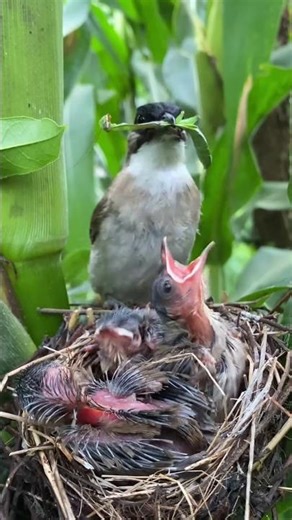 “Little Bird’s Journey to Growing Up 🐦✨” #BabyBird #BirdStory #BirdGrowth #BirdLover