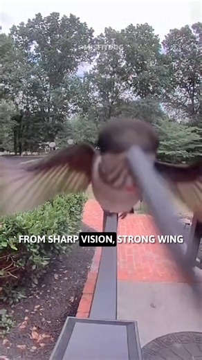 Animals That Have The Fastest Reflexes! #Reflexes #animals #wildlife | MisfitDog