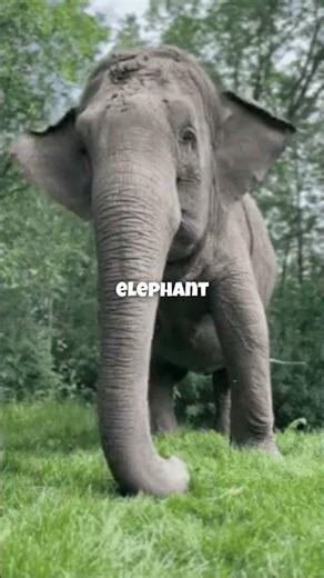 Zebra. Elephant. Cow. English Jazz Chant.