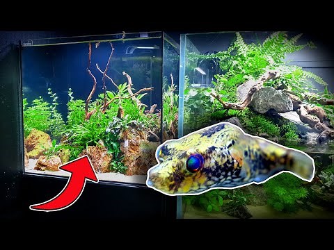 DRAGON PUFFER ISLAND - This Is The COOLEST Fish I've Ever Owned!....(Planted Tank Aquascape)