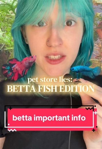 Betta Fish Care: Secrets Big Companies Hide
