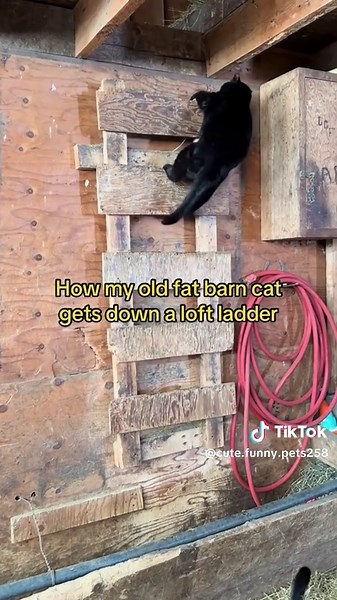 Hilarious Cat Staircase Descent Compilation