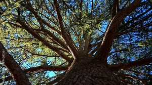 Video of a tree trunk with a view from below