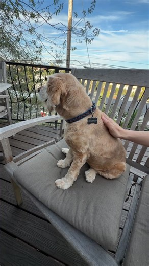 ❤️ Blind dogs see with their hearts! Penelope was rescued from the Orange County, CA animal shelter with two blind eyes that were bulging from long untreated painful glaucoma. We rushed her to the hospital to have a double eye enucleation surgery. She is now all healed up and had her very first grooming. Isn't she beautiful with her fancy fresh haircut? Know anyone that is a rare special adopter that would be open to adopting a blind girlie like Penelope? Please send them her bio at: https://www