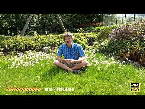 Naturkanalen 53 - Blomsterplænen