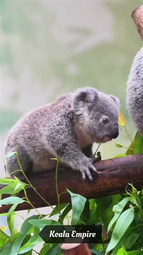 Baby Koala Oak Takes His First Steps Away From Mom | Adorable Koala Baby Learning to Walk