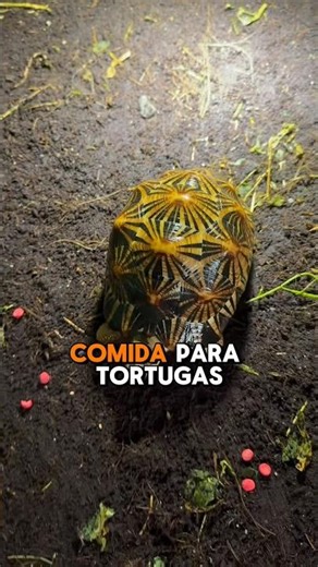 Alimentación para tortugas en España 🇪🇸 🐢