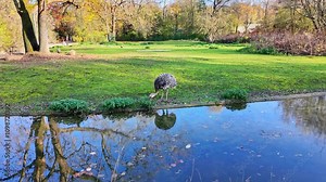 Darwin's rhea, Rhea pennata, also known as the lesser rhea.