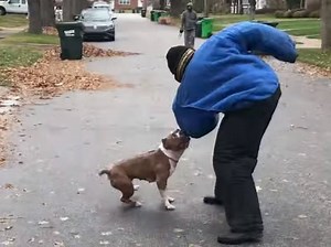 Un American Bully attaque sur commande (vidéo)