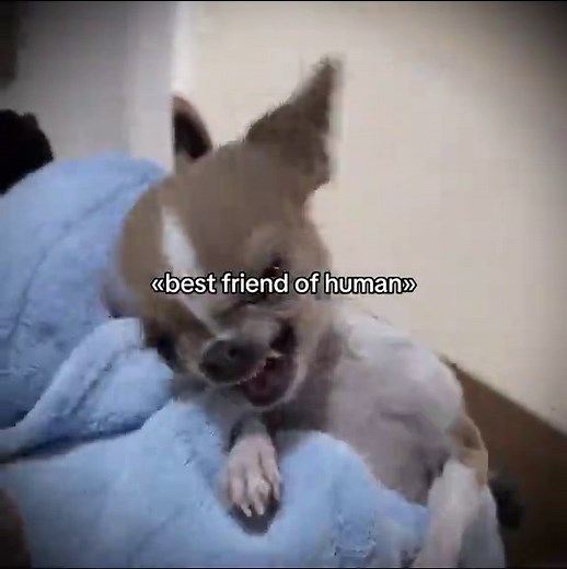 Dogs vs. Cats: The Ultimate Pet Debate