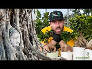 Ficus “Ginseng”: the easy bonsai! Complete guide to care and cultivation