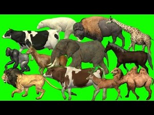 Animals running green screen // all running green screen animals // animals running green screen