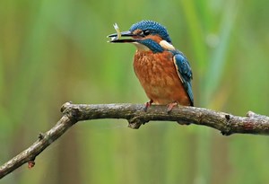 Kingfisher | Cumbria Wildlife Trust
