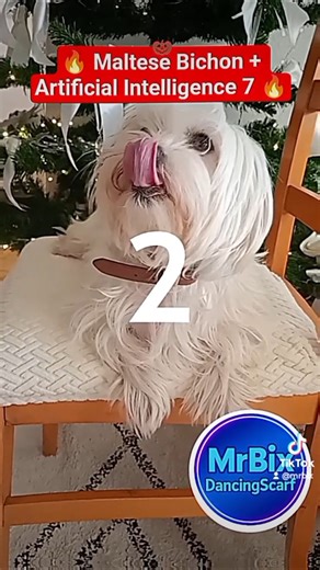 Maltese Bichon MIX