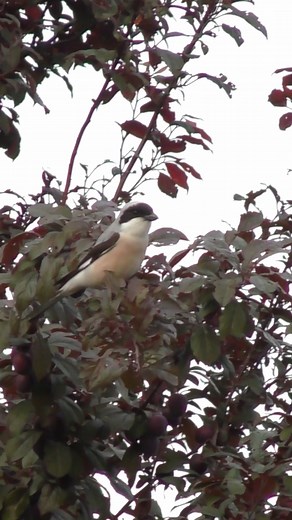 Полёт чернолобого сорокопута. Flight of the Lesser Grey Shrike.#bird #birds #birdwatching #birdslove #birdschannel #shrike #nature #natureza #птицы #сорокопут #природа