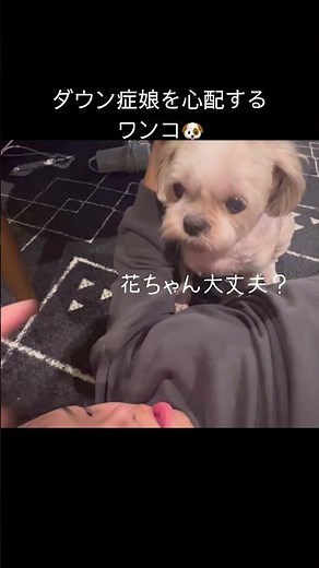 ダウン症娘を心配するワンコ🐶チャンネル登録よろしくね❣️👧🏻🐶💓#shorts#療育#ダウン症の日常#ある日の花ちゃんねる
