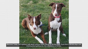 Common Health Issues in McNab Dogs: What You Need to Know