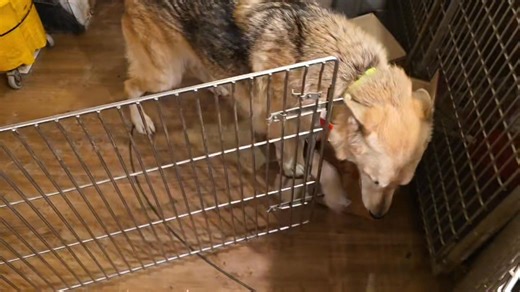 2.2K views · 85 reactions | Wolf Hybrid Cinder Acclimating to living indoors after a life being tied outside. www.almosthomeanimalsanctuaryinc.com | Timothy O'Leary | Facebook