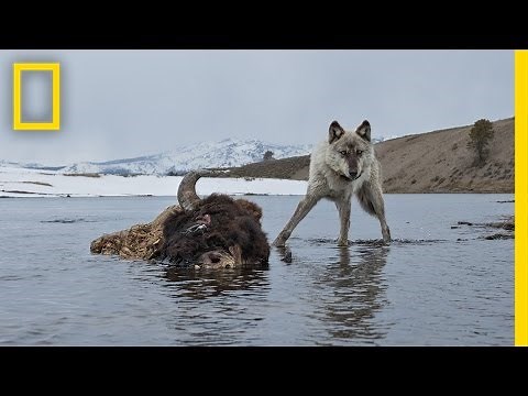 Photographing the Wild Wolves of Yellowstone | Exposure