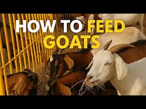 How to Feed Your Goats Right: Daily Diet Essentials for Vibrant Health