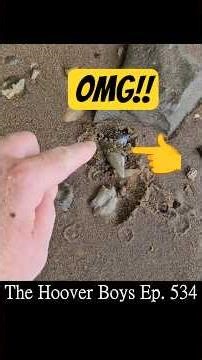 Massive Shark Tooth Sun Baking on the Beach!! #shark #petrified #treasure #fossils #extinctanimals