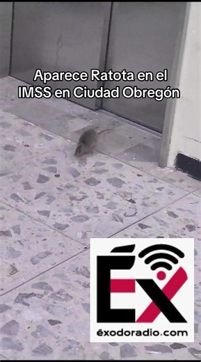 Aparece Ratota en el Área de Elevadores en el Hospital de Alta Especialidades del IMSS, Mejor conocido como el Colosio en Ciudad Obregón, ayer aparecieron en el área del comedor y a través de un comunicado, el Instituto dijo que era solo un hecho aislado y que siempre se fumiga para no tener estos roedores 😳🤦‍♂️
