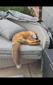 Good morning 🦊 Happy Merry Christma to All🦊 #foxoftheday #Foxes #foxy #foxbody | Save The Foxes