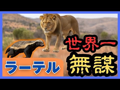 【動物雑学】史上最強の生物！？「ラーテル」あまりにも破天荒で唯一無にの記録を待っている！【聞き流し】