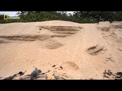 El nacimiento de la tortuga