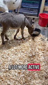 220K views · 10K reactions | Violet vet update  | Clutch of Color LLC | Facebook