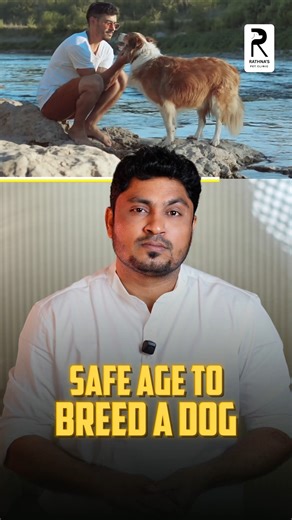 Dr. Dinesh explains the only age you should even think about breeding your dog — not earlier, not later. dog breeding age, safe age to breed dogs, dog pregnancy tips, responsible breeding, pet breeding guide, dog health care, Dr. Dinesh pet advice, dog fertility, breeding safety, pet clinic tips | Rathna's Pet Clinic