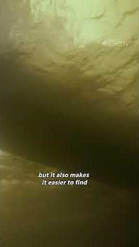 This Amazon fish is larger than a human, and it's vanishing— here's why | 4K nature series