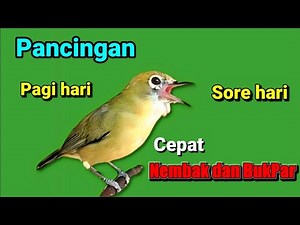 PLECI GACOR suara ngalas - PANCINGAN TERCEPAT MENGUNDANG BUNYI BURUNG PLECI SUPER AMPUH 💯% NYAUT