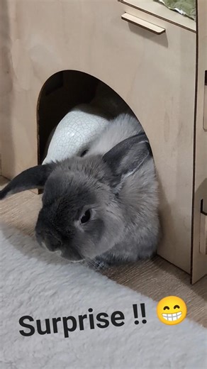 Bunny Kickapoo. #disguise