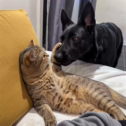 The Cat and The Dog #funnypets