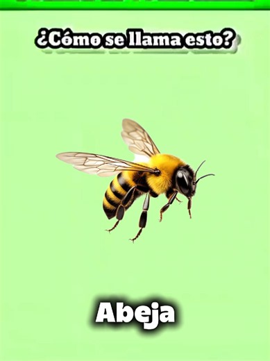 Learn Spanish Vocabulary Test . . spanishtiktok #vocabulary #learnspanish #spanishvocabulary #fyp