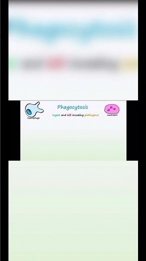 Phagocytosis | Steps | Complete Animation