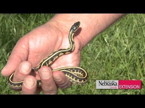 Green & Growing Tip - Garter Snake Control